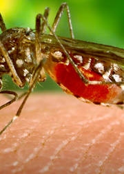 ZIKA virus can cause birth defects ZIKA virus can cause birth defects